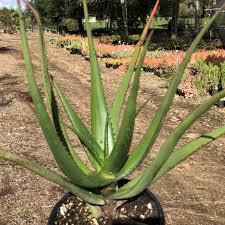 Image result for Aloe pienaarii