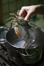 How To Cook Crabs At Home Blue Crab Recipes Crab Recipes Cooking Crab