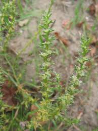 Image result for Salsola kali