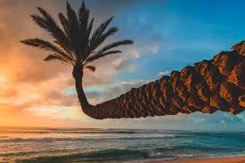 Palm trees print tropical wall art print black and white set of 2 palm tree photo california hawaii coastal decor beach art printable yzu13. Oc Sunset Beach Oahu Hawaii 5884x3933 Earthporn