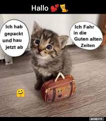 Guten morgen bilder kostenlos fürs handy imagez. Ich Hab Gepackt Und Hau Jetzt Ab Katzen Lustige Spruche Lustige Susse Katzen Katze Lustig
