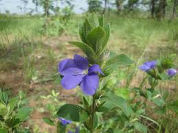 Image result for Glossostelma spathulatum