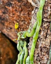 Image result for Taeniophyllum