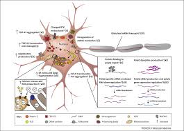 Amyotrophic lateral sclerosis is a fatal neurological disorder characterized by progressive degeneration of nerve cells in the spinal cord and brain. Taking A Risk A Therapeutic Focus On Ataxin 2 In Amyotrophic Lateral Sclerosis Trends In Molecular Medicine