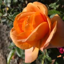 Tangerine orange blooms in clusters all season. Tangerine Skies Climbing Rose Otto And Sons Nursery Facebook