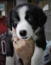 Border Collie Puppy Dog For Sale In Diamondhead Mississippi Border Collie Puppies Collie Puppies Border Collie Puppies For Sale