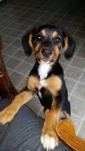 If this price a little too steep for you, you also. Pin By Dianne White On Puppy Emma Calm Dog Breeds Puppies And Kitties Beagle Lab Mixes