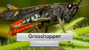 Crickets vary in length from 3 to 50 mm (0.12 to 2 inches). Grasshopper Sound 1min Onwild Ep 1 Diogooliveiraphotography Youtube