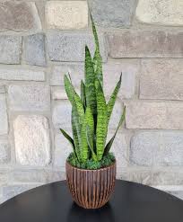 Image result for Sansevieria trifasciata