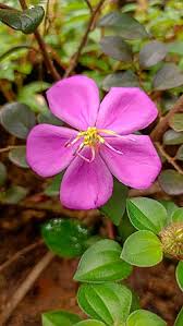 Image result for Dissotis multiflora