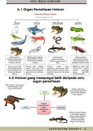 Air masuk melalui mulut dan kemudian dialirkan melalui insang. Topik Yang Belum Keluar Smart Mind Home Centre Muar Facebook