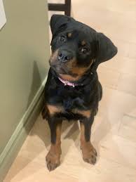 Hours may change under current circumstances Serbian Rottweiler Puppy For Sale In Griswold Connecticut