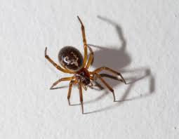 what are black widow spiders are they found in the uk and