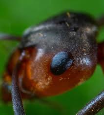 Bigger bugs eat bugs that are smaller than them and ants are definitely not the biggest bug. External Anatomy Of Ants British Ants Myrm S Ant Nest