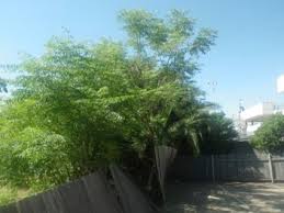 Image result for Meliaceae