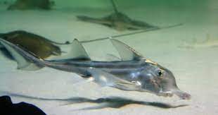 Like other sharks, st joseph sharks have external claspers that are used for reproduction. St Joseph Shark Rarely Seen But Their Eggs Are Commonly Found On South African Shores Shark Shark Family Under The Sea