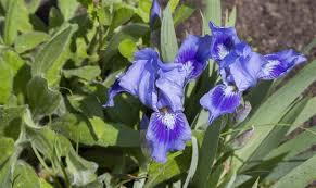 Check spelling or type a new query. How To Transplant A Gladiolus In 7 Simple Steps Gardenerdy