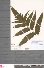 Image result for Blotiella currorii