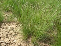 Image result for Festuca chodatiana