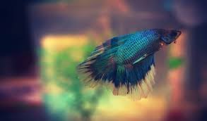 This is why they can live quite well in. Fun Facts And Helpful Tips About Betta Fish Millerton Co Op Inc Chatham Ny Claverack Ny Great Barrington Ma Millerton Ny