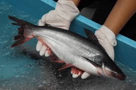 Budidaya ikan patin kolam terpal bioflok ide bisnis ternak menguntungkan. 10 Cara Paling Ampuh Mengatasi Stress Pada Ikan Patin