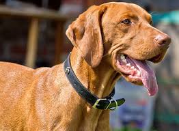 The hungarian vizsla is our national treasure. Hungarian Vizsla Ultimate Guide Personality Temperament Health Etc
