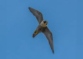 The species recovered enough to be removed from the endangered species list in 1999. Why Does The Peregrine Falcon Risk Its Bullet Like Dives To Catch Prey