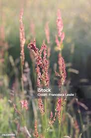 Image result for Hermbstaedtia fleckii