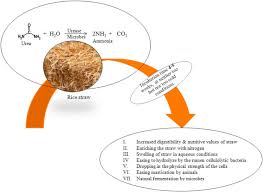 It makes up about half of the yield clarification needed of cereal crops such as barley, oats, rice, rye and wheat. A Review On Management Of Rice Straw By Use Of Cleaner Technologies Abundant Opportunities And Expectations For Indian Farming Sciencedirect