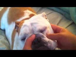 Cherry eye is actually a very simple issue involving the weakening, stretching, or detachment of anchoring tissue on an ocular gland that's sometimes referred to as a third eyelid. my 4 month old english bulldog has cherry eye in both eyes. How To Fix Cherry Eye In English Bulldogs Cherry Eye In Dogs English Bulldog Care Dog Remedies