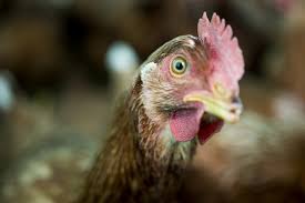 May 11, 2021 · dominique hens are known to be calm and reliable, but roosters can be quite protective. 10 Common Chicken Sounds Noises Knowing What They Mean