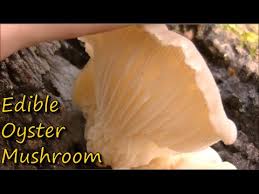 how to identify oyster mushrooms