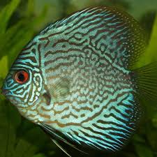 11:00 am to 8:00 pm. Fish Today S Pet Inc Elkridge Md