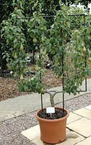 Palmette Dans Bac Ou Pot A Fleurs Espalier Fruit Trees Fruit Trees Plants