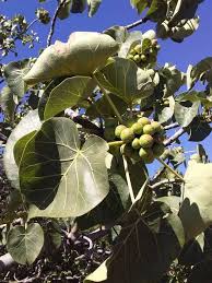 Image result for Ficus abutilifolia