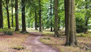 ‫غابة‬‎ ile ilgili görsel sonucu