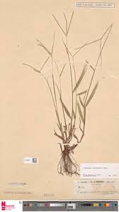 Image result for Paspalum conjugatum