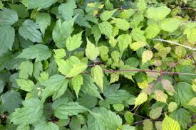 Check spelling or type a new query. Gardening With Native Plants Summer Vines Uw Arboretum