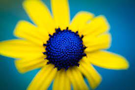 Since 1950 we have been providing a wide range of perennials, annuals, bulbs, shrubs, vines, amaryllis, gardening tools & supplies, and gifts for gardeners. Blue Eyed Susan Photograph By Christy Cox