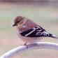 Dakota County Prairie Birds