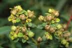 Image result for Euphorbia depauperata