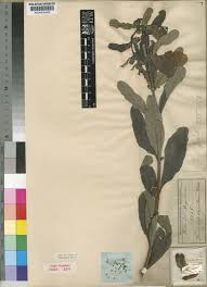 Image result for Sesamum angolense