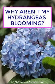 Why Are My Hydrangeas Not Blooming Hydrangea Not Blooming Hydrangea Landscaping Planting Hydrangeas