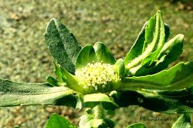 Image result for Enydra fluctuans