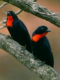 Scarlet Throated Tanager Compsothraupis Loricata Br C Nick Athanas Antpitta Com Wild Animals Pictures Pet Birds Bird Photography