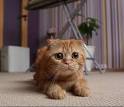 Scottish Folds for Sale | Cats on Oodle Classifieds