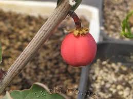 Image result for Adenia repanda