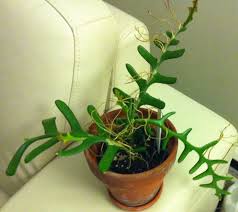 Epiphyllum anguliger (fishbone or zig zag cactus). Fishbone Cactus Care How To Grow And Care For A Ric Rac Cactus Houseplant Dummer Garden Manage Gfinger Is The Best Garden Manage App