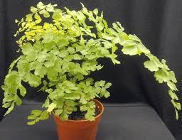 We did not find results for: Plants Are The Strangest People More New Plants