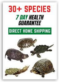 Pin On Turtle